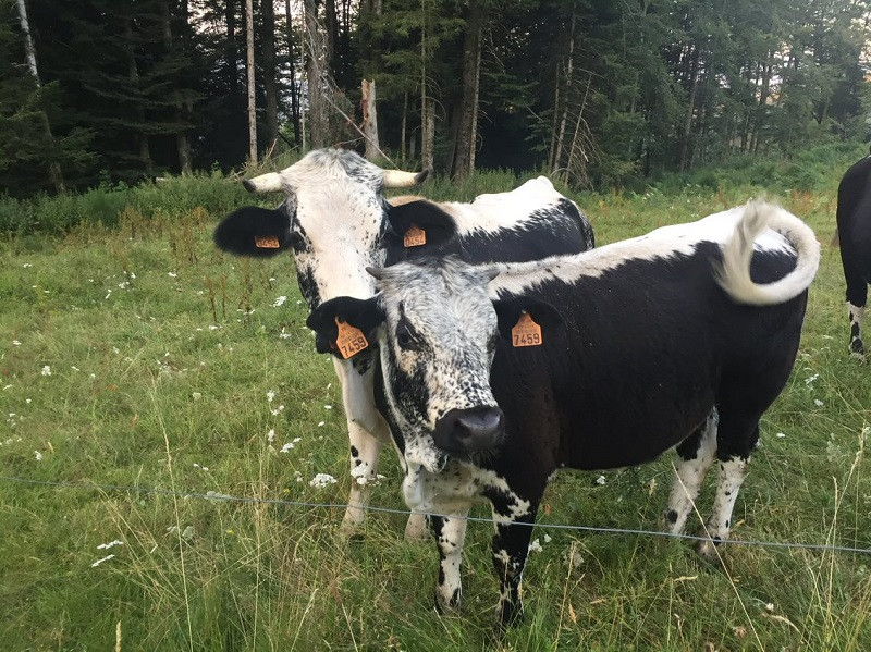 ferme-dahu-barbu-3