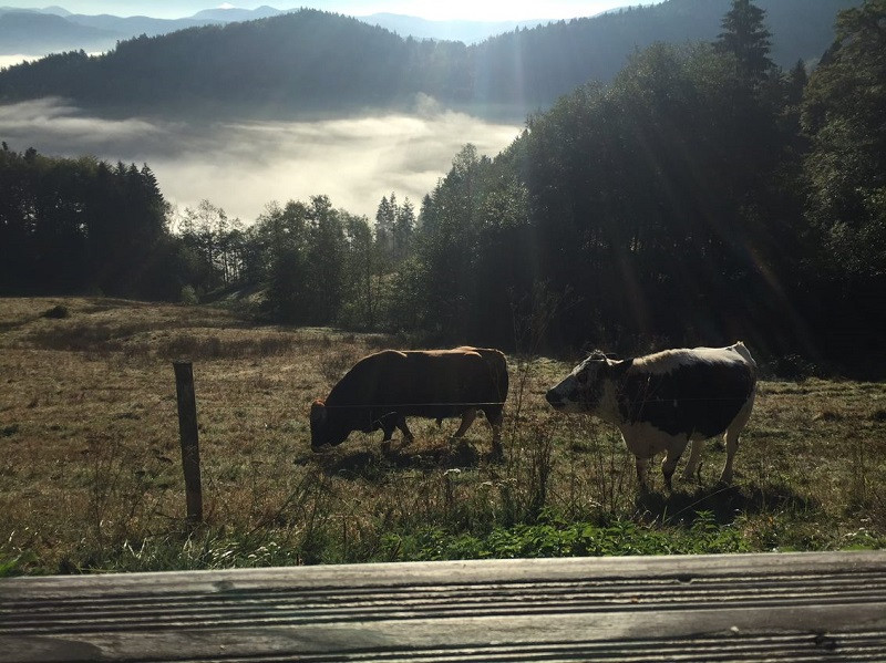ferme-dahu-barbu-5