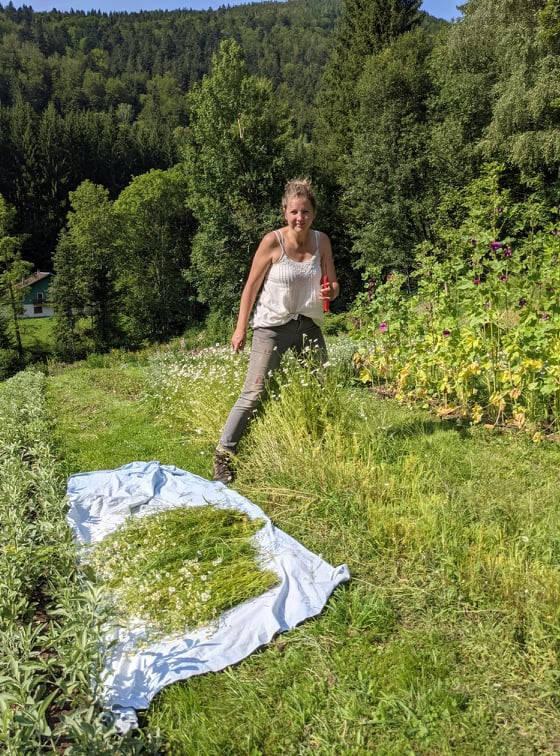 plantes-et-potions plantes-et-potions