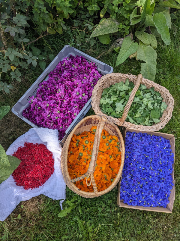 plantes-et-potions-7