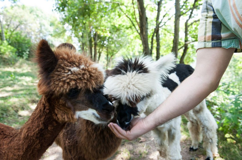 La-montagne-des-lamas-et-alpagas-la-bresse-5 La-montagne-des-lamas-et-alpagas-la-bresse-5