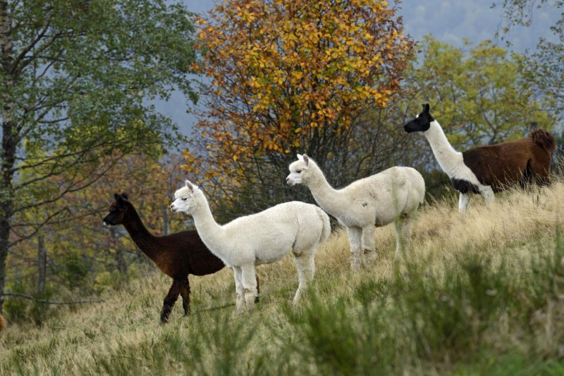 La-montagne-des-lamas-et-alpagas-la-bresse-1 La-montagne-des-lamas-et-alpagas-la-bresse-1