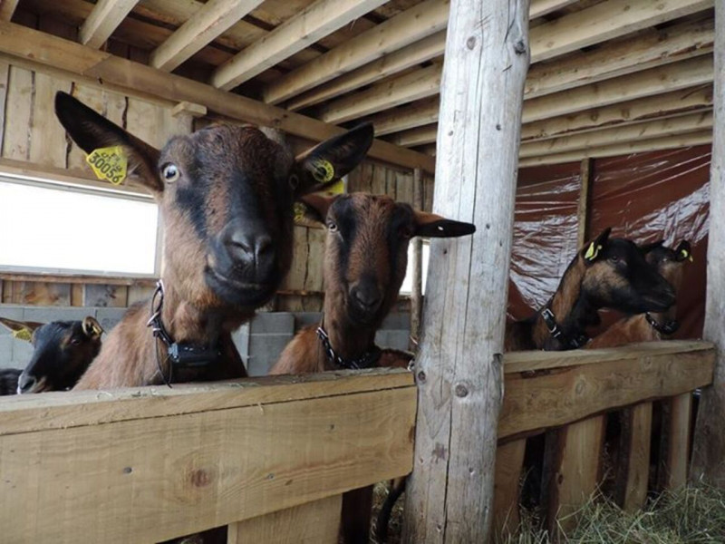 chevrerie-peute-goutte-2 chevrerie-peute-goutte-2