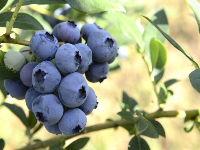 domaine-beaucerf-ventron-4