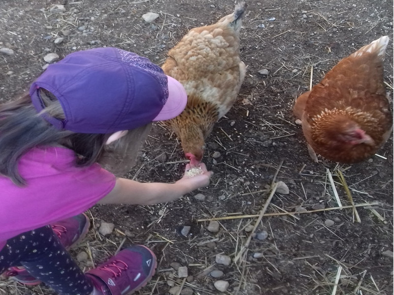 complicites-animales-ferme-pedagogique-ventron-5