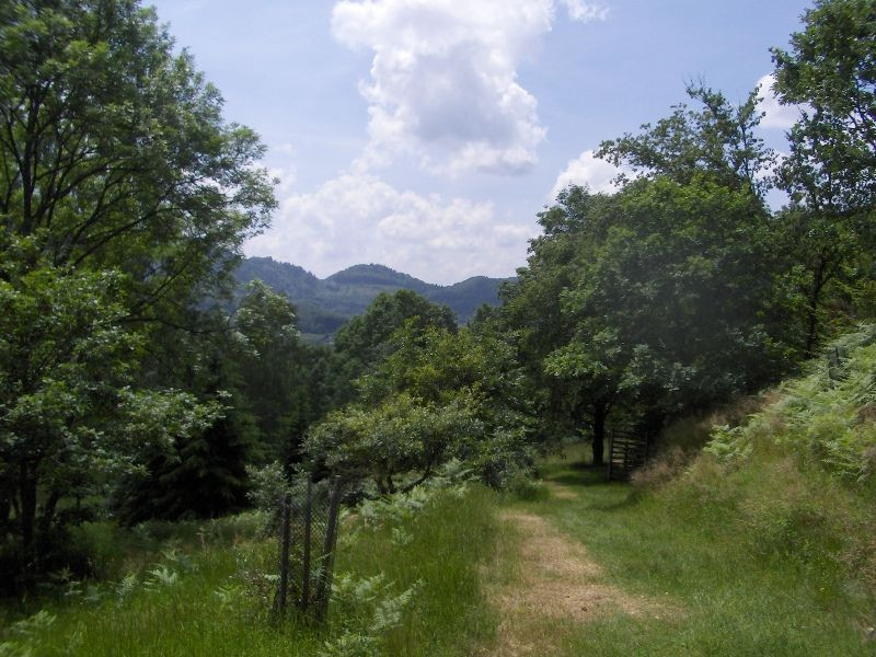 Arboretum-Fresse-sur-Moselle-1 Arboretum-Fresse-sur-Moselle-1