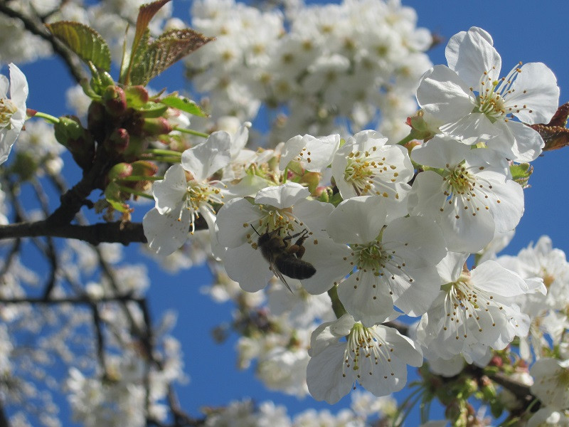 ecomusee-du-pays-de-la-cerise-fougerolles ecomusee-du-pays-de-la-cerise-fougerolles