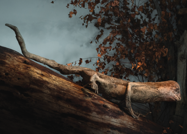 Musee-des-1001-racines-cornimont-2