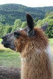 les-lamas-2-43999