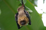 nuit-chauve-souris