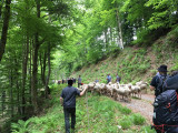 transhumance-fellering-drumont