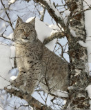 le-lynx
