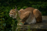 lynx-chateau-lambert