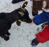 complicites-animales