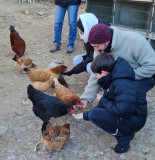 poule-lapin-ferme-ventron