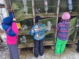 apres-midi-ferme-en-hiver
