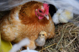une-journee-a-la-ferme
