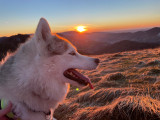 cani-rando-nocturne-Bussang2
