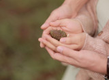 pexels-phuc-nguyen-247215107-12591974