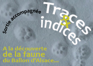 sortie-accompagn-e-traces-et-indices-262573