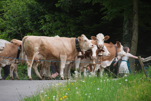 transhumance-drumont