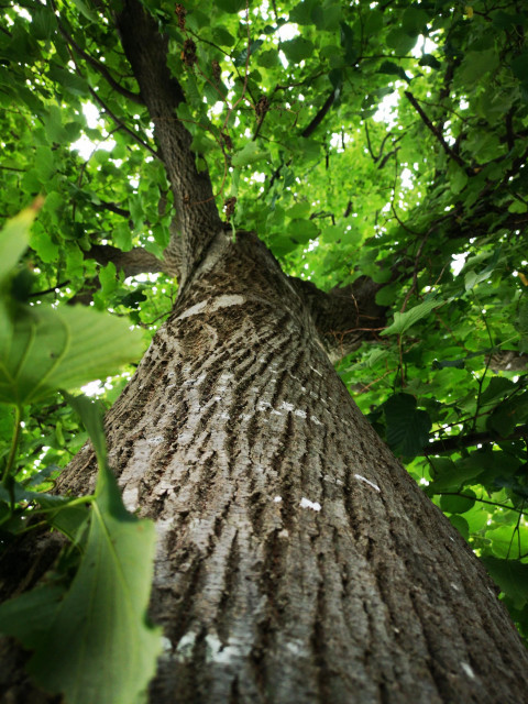 atelier-biodiversite-ronchamp