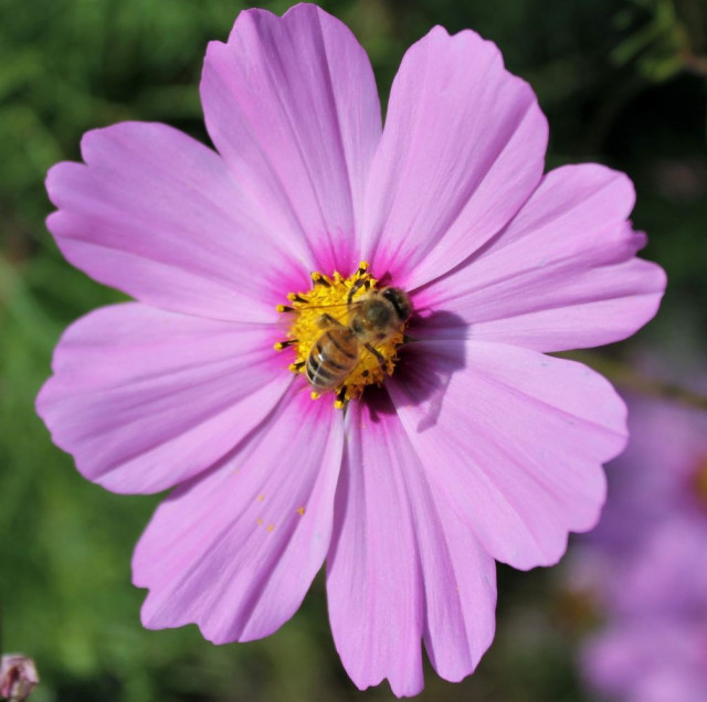 fete-abeille-ferdrupt