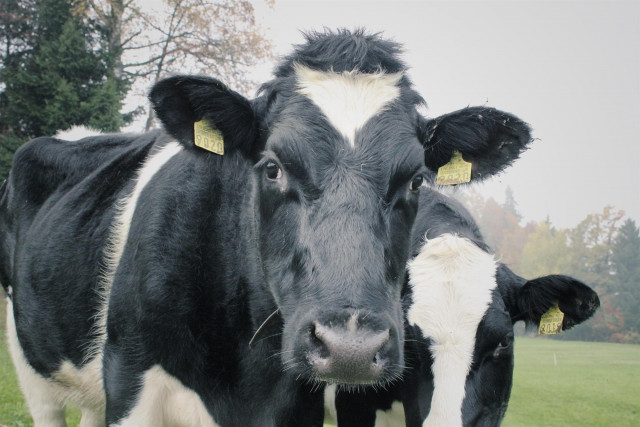 vache-vosgienne