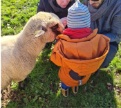 mouton-ferme-ventron