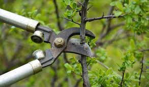 atelier-taille-arbres-ventron