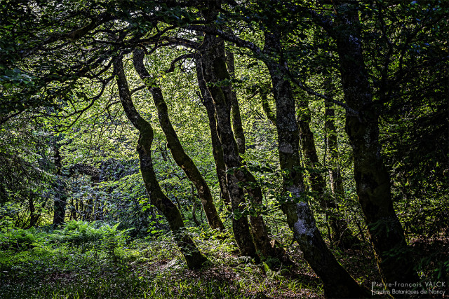 balade-nature-xonrupt-longemer