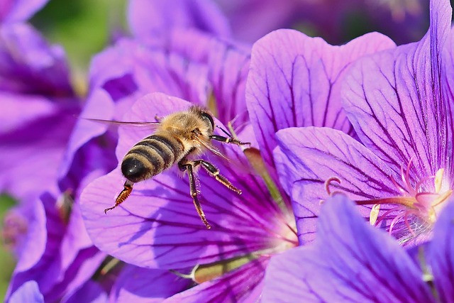 journee-mondiale-de-l-abeille