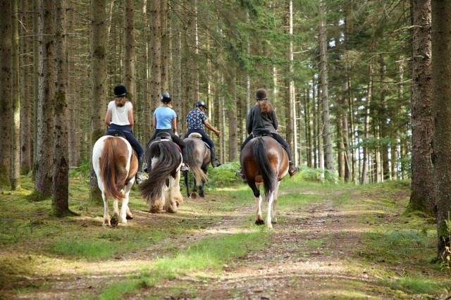 balade-foret-bussang