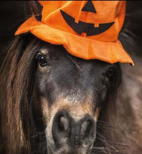 promenade-a-poney