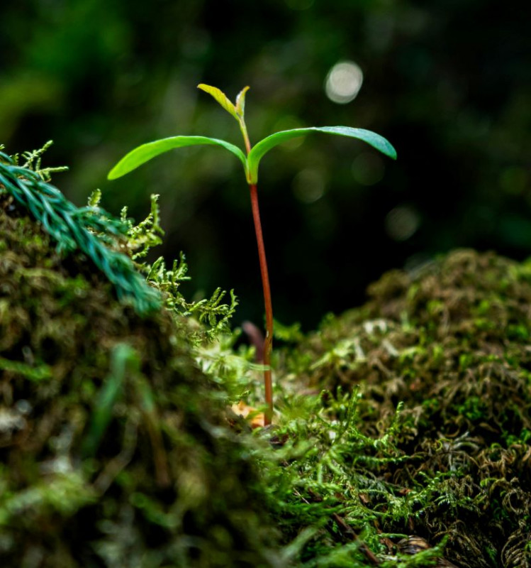 pexels-anaflm-36541765 pexels-anaflm-36541765