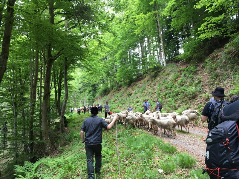 transhumance-fellering-drumont