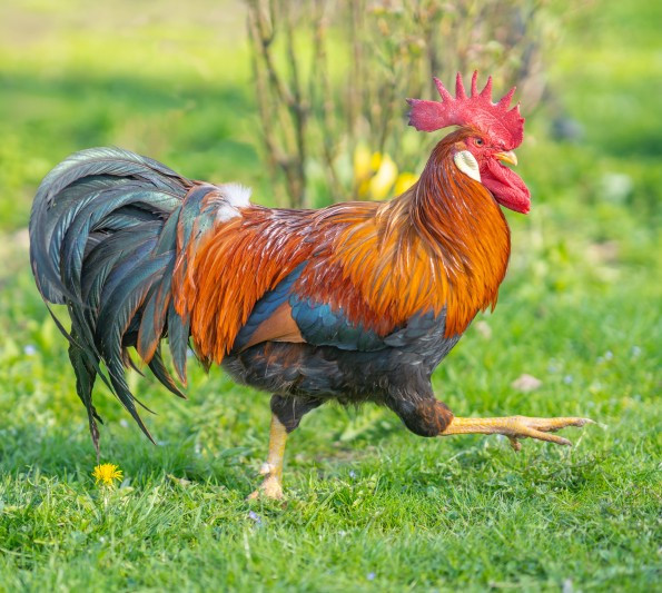 coq