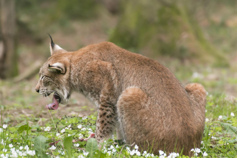 le-lynx-proie le-lynx-proie