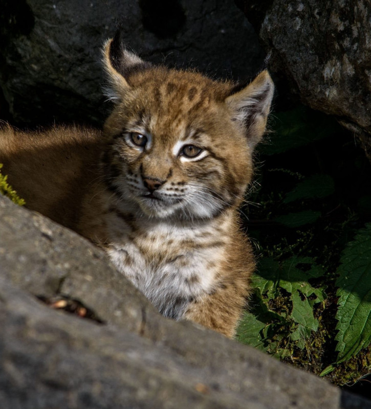 histoire-de-lynx histoire-de-lynx