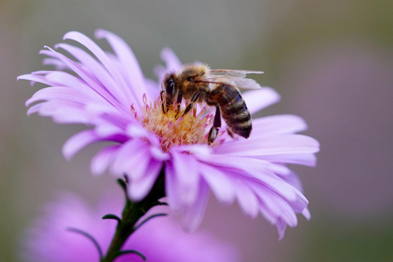 secrets-abeilles secrets-abeilles