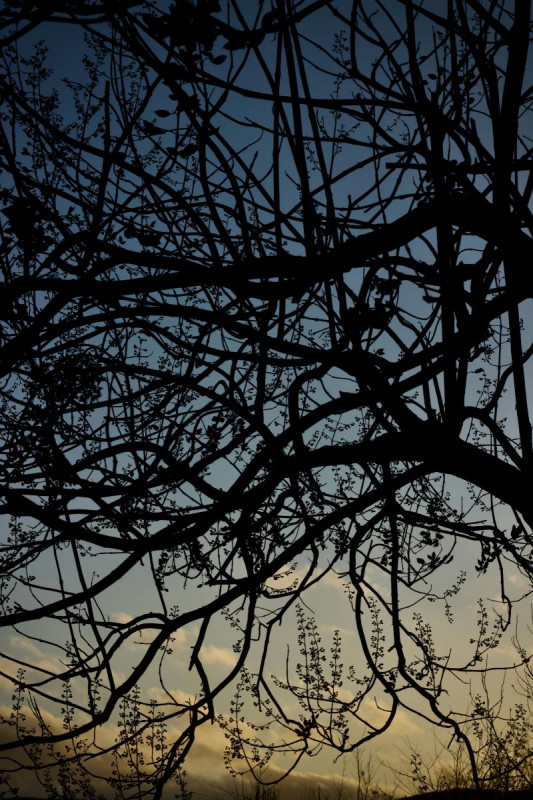 pexels-peter-dyllong