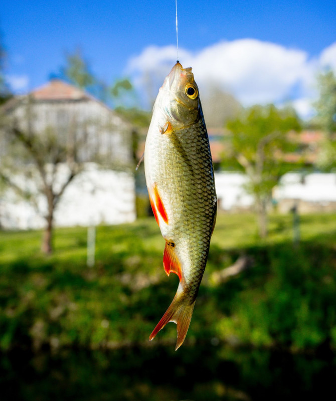 peche-truite-etang-fenesses-menil