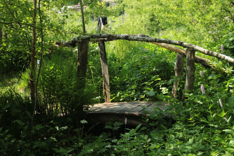 visite-guidee-arbre-girmont-val-d-ajol