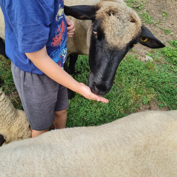 visite-guidee-ferme-ventron visite-guidee-ferme-ventron