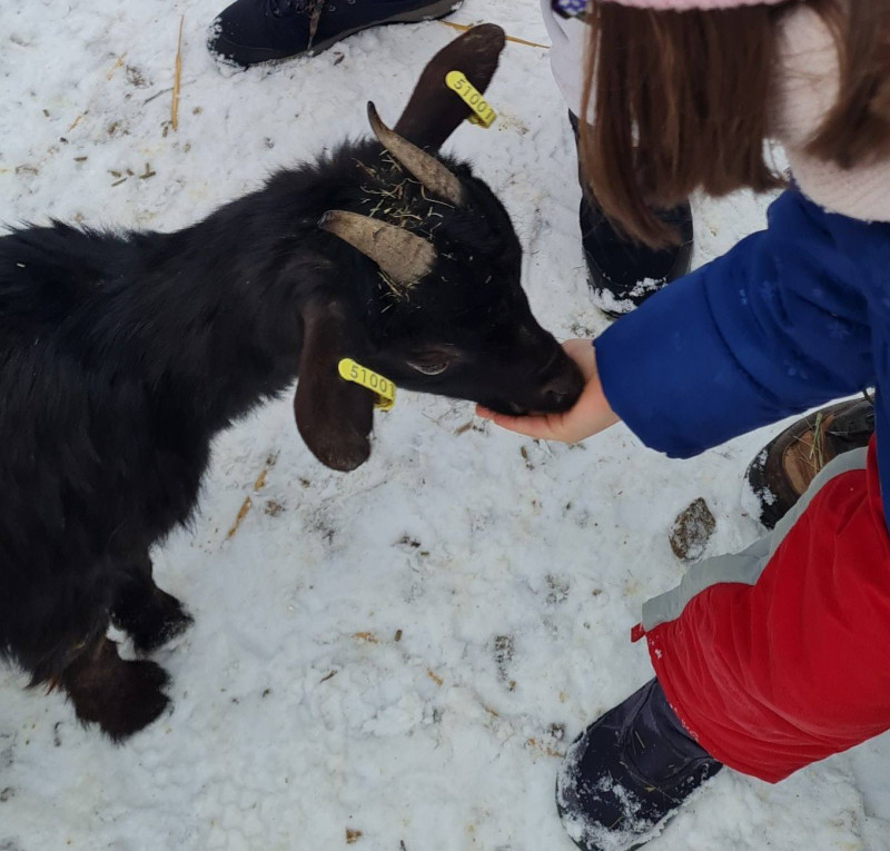 complicites-animales complicites-animales