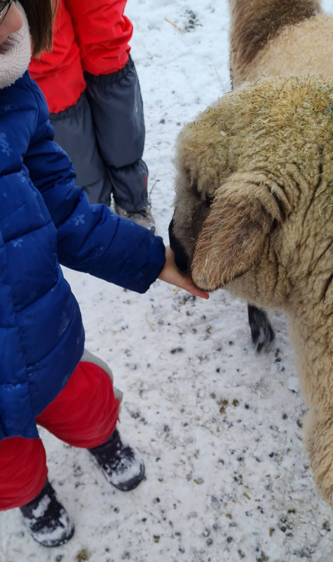 animaux-ferm-complicite-animale