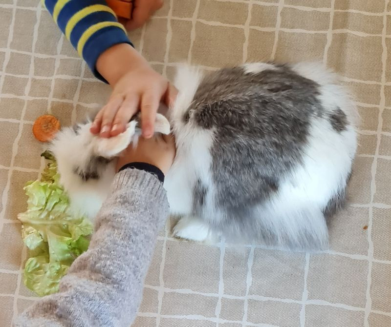 mediation-animale-ventron mediation-animale-ventron