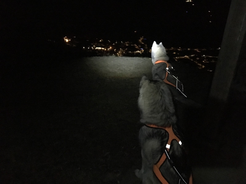 cani-rando-nocturne-Bussang3