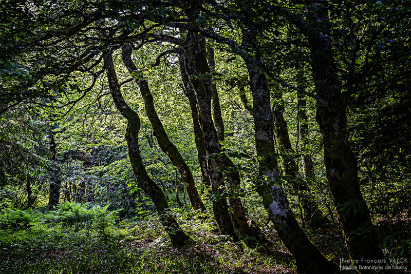 balade-nature-xonrupt-longemer