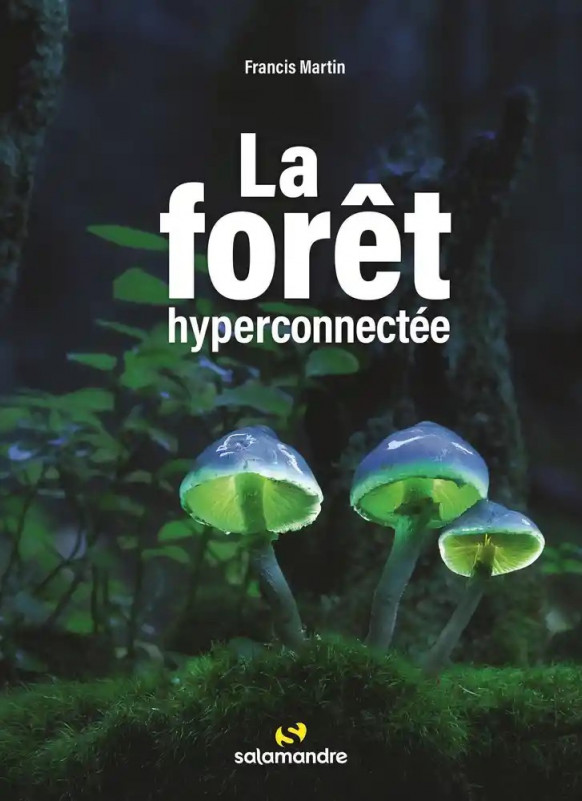 foret-hyperconnectee-xonrupt-longemer